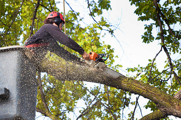 How Our Tree Care Process Works  in  Hayneville, AL